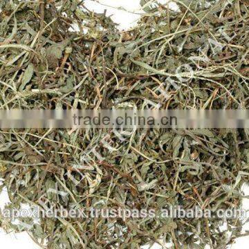 Eclipta Alba photo-4