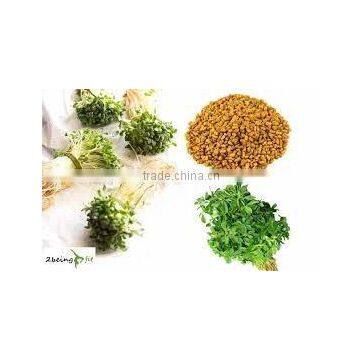 FENUGREEK POWDER EXTRACT photo-2