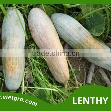 High Yield F1 Hybrid Pumpkin Seed - LENTHY 120