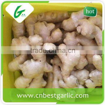 Air Dry Fresh Ginger photo-2