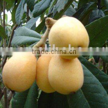 loquat
