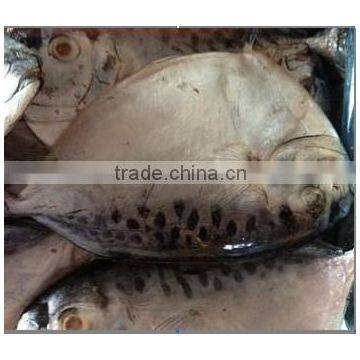 Frozen moonfish chinese origin