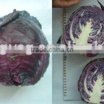 supply new crop round cabbage