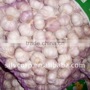 NORMAL WHITE GARLIC