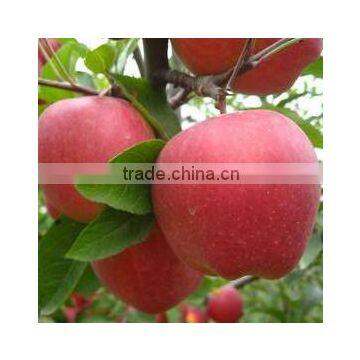 2016 Fresh Red Star Apples With High Quality for Sale Chinese Fresh Red Star Apples Factory photo-5