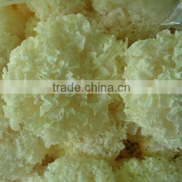 White fungus