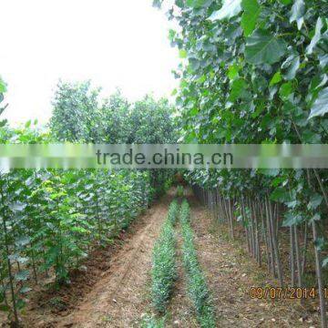 Ulmus Pumila L. Seedling photo-2