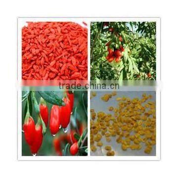 NQ1 Goji Seeds