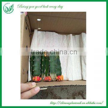 Ornamental Indoor Graft Mini Cactus Bonsai photo-6