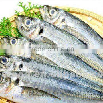 frozen sardine ,New arrivals