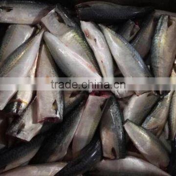 HGT Pacific Mackerel Scomber Japonicus Headless Gutted Tailess photo-2