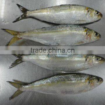 Good Quality Sea Frozen Sardine Fish photo-3