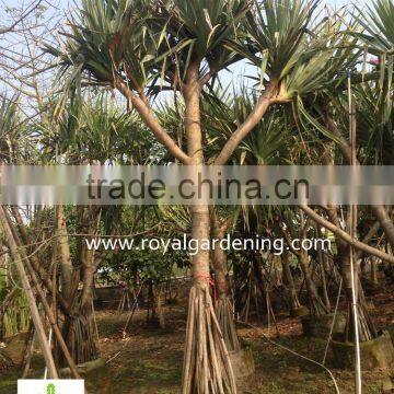 Pandanus Utilis High 4-5m Landscaping Tree photo-3
