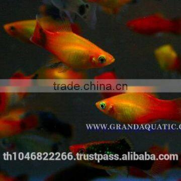 Platy Fish Farm For Sale / Ornamental Fish Exporter photo-3