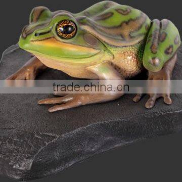 Green and Golden Bell Frog on Rock