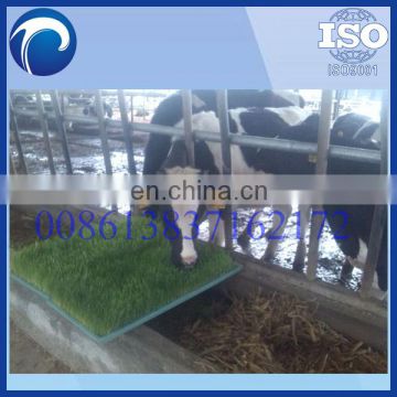 hot sale hydroponic fodder system/hydroponic fodder tray/cattle green fodder growing machine