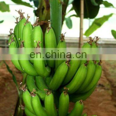 Shanghai Hochabzugsrate Grüne Bananenschälmaschine Bananenschäler photo-5