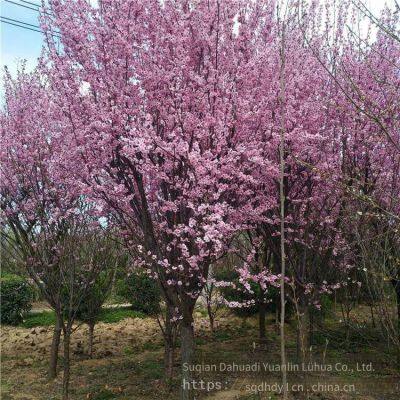 Цена сорта сливо-вишни Prunus × blireana 'meiren' и прайс-лист на саженцы сливо-вишни Prunus × blireana 'meiren'. Дешевые и с высокой выживаемостью. photo-3