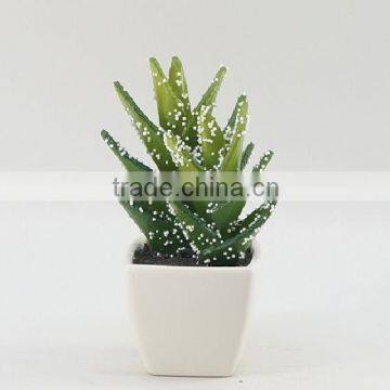 Best selling mini potted succulent plants