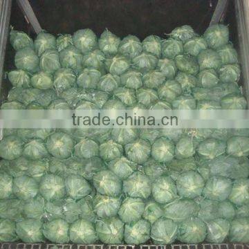 VIETNAM FRESH CABBAGE photo-4