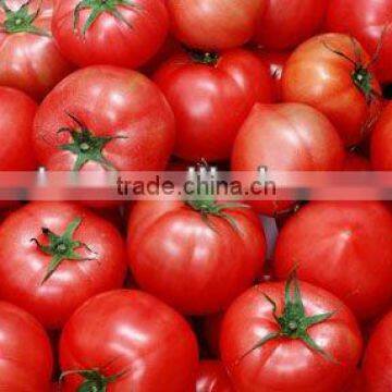 tomato paste brands