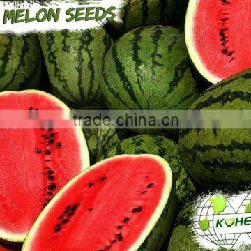 Kohenoor KIAS Hybrid Yellow Watermelon Seed