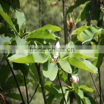 Magnolia Bark Extract( 95% Honokiol/95%Magnolol /98%Magnolol and Honokiol)