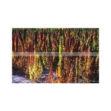 FRESH QUINOA photo-4