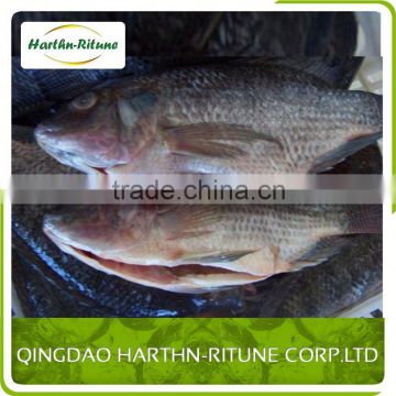 Farm Raised Frozen Tilapia Fillet Fish Price