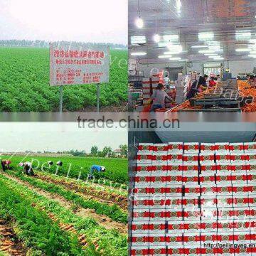 Chinese2013 fresh carrot for Dubai(High Quality)