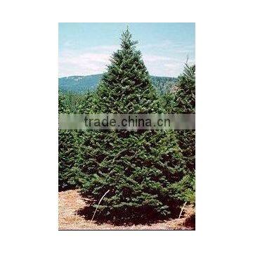High Quality Abies Grandis Plant