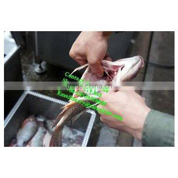 Fish Killer/fish Kill Machine/fish Viscera Removal Machine photo-5