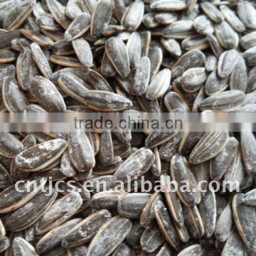 Chinese sunflower seeds 5009