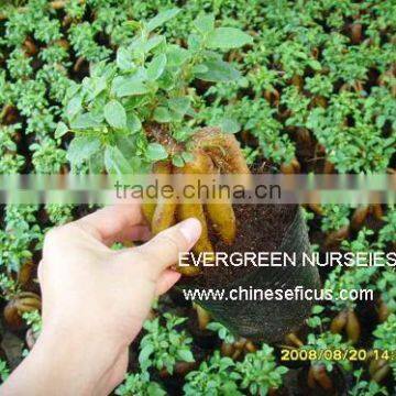 Ficus microcarpa, ficus ginseng