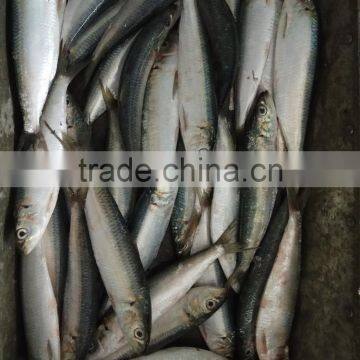 China-made good-quality sardine for bait on sale