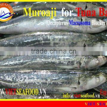 FROZEN MUROAJI FOR TUNA BAIT