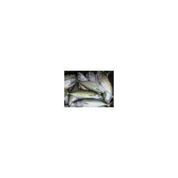 Pakistan Indian Mackerel