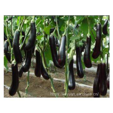 Hybrid Long Eggplant Seeds Mid-early Maturity Green Sepal Vegetable Seeds No.85 photo-2