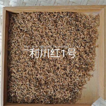 Supply Hubei Enshi Black Tea Selenium Rich Black Tea Lichuan Black Organic Black Tea Spring Tea photo-5