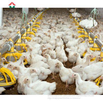 Poultry Farm Design With Bird Cage for Layers photo-5