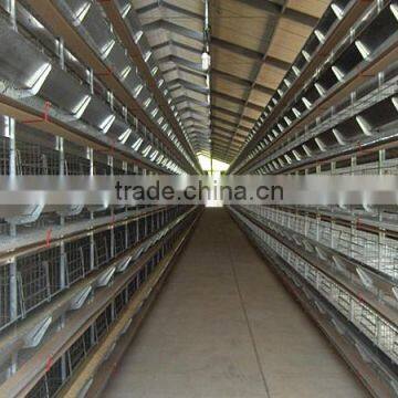 Automatic poultry broiler feeding system for farming