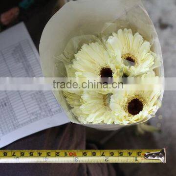 Various Hot-sale Flower Single Stem Gerbera photo-2