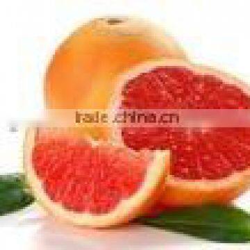 Manufacture High quality Grapefruit Seed Oil