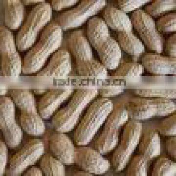 Peanut in Shells photo-3