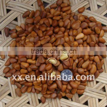 pine nut for sale in bulk