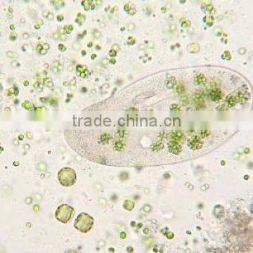 Paramecium W.M Individual microscope prepared slide
