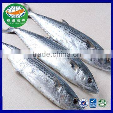 Frozen Seafood Scomberomorus Niphonius Spanish Mackerel 700-800g