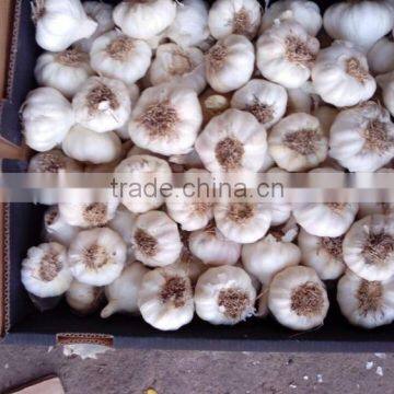 Wholesale Garlic Pure White garlic 4.5cm