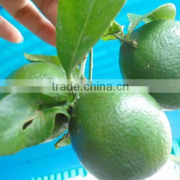 Green Lemon in Gimex Vietnam 2015