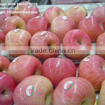 2016 new season Yantai fuji apple gradeA gradeB HACCP GAP KOSHER exporter in Shandong China